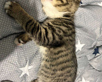 Кошки в Краснодаре: котенок в добрые руки Мальчик, Бесплатно - фото 2