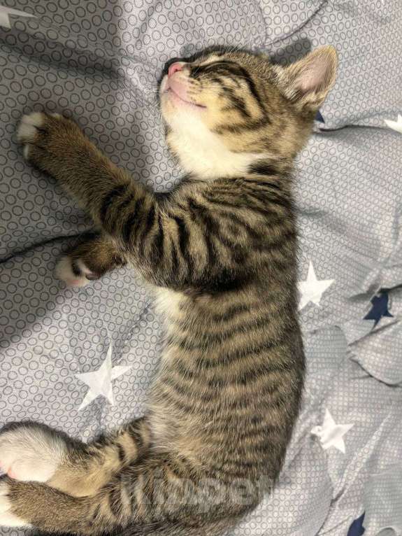 Кошки в Краснодаре: котенок в добрые руки Мальчик, Бесплатно - фото 2