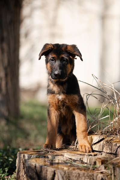 Собаки в Краснодаре: Щенки немецкой овчарки Разнополые, Бесплатно - фото 1