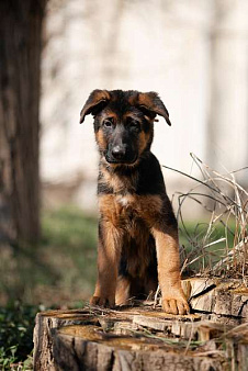 Щенки немецкой овчарки