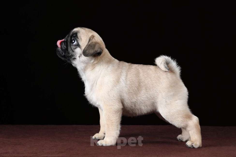 Собаки в Москве: Присмотритесь, не Ваш ли это подарочек на Новый Год?! Девочка, 120 000 руб. - фото 4