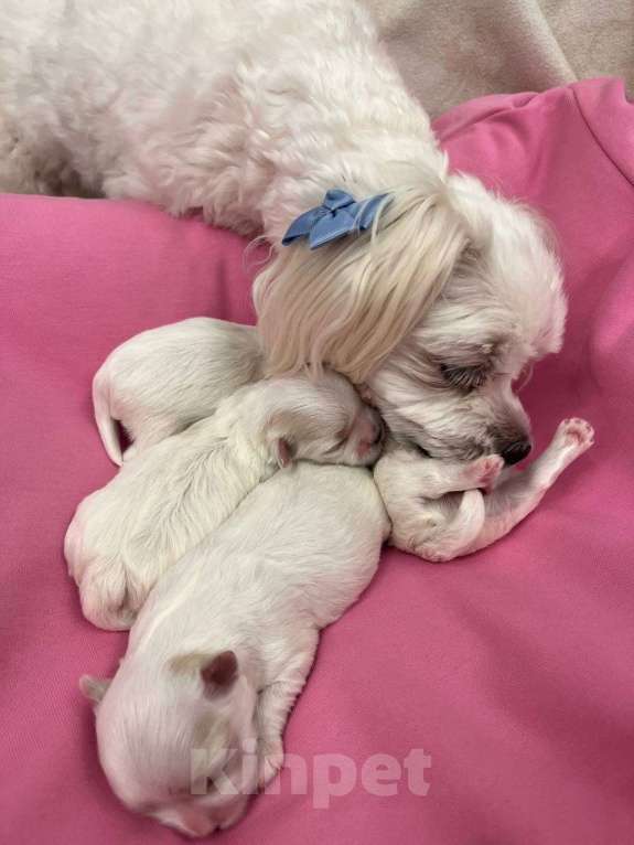 Собаки в Краснодаре: Мальтийская балонка Девочка, 70 000 руб. - фото 2