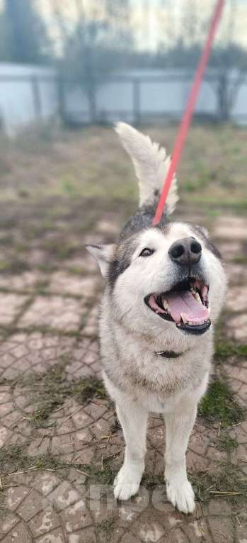 Собаки в других городах Московской области: Норд якутенок в добрые руки Мальчик, Бесплатно - фото 2
