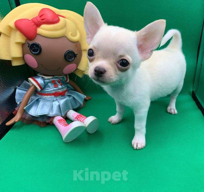 Собаки в Москве: Щенок чихуахуа мальчик короткошерстный.  Мальчик, 60 000 руб. - фото 9