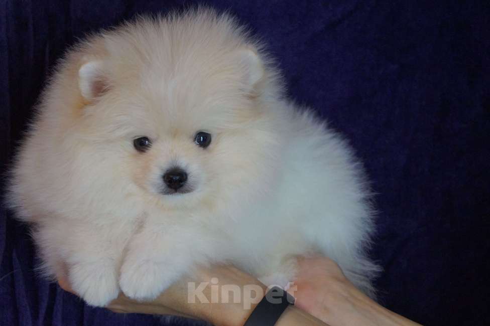 Собаки в Москве: Мальчик померанского шпица Мальчик, 25 000 руб. - фото 5