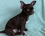 Собаки в Ижевске: Щенок чихуахуа Мальчик, 38 000 руб. - фото 2