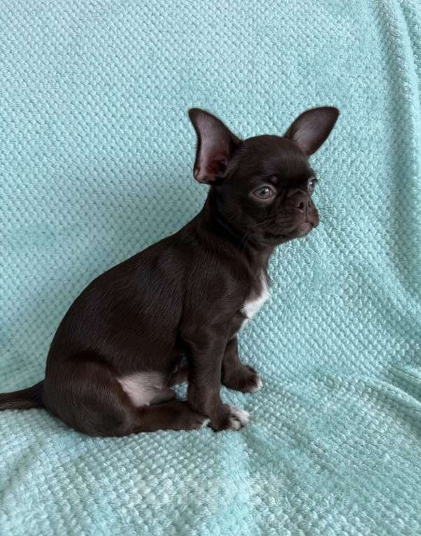 Собаки в Ижевске: Щенок чихуахуа Мальчик, 38 000 руб. - фото 2