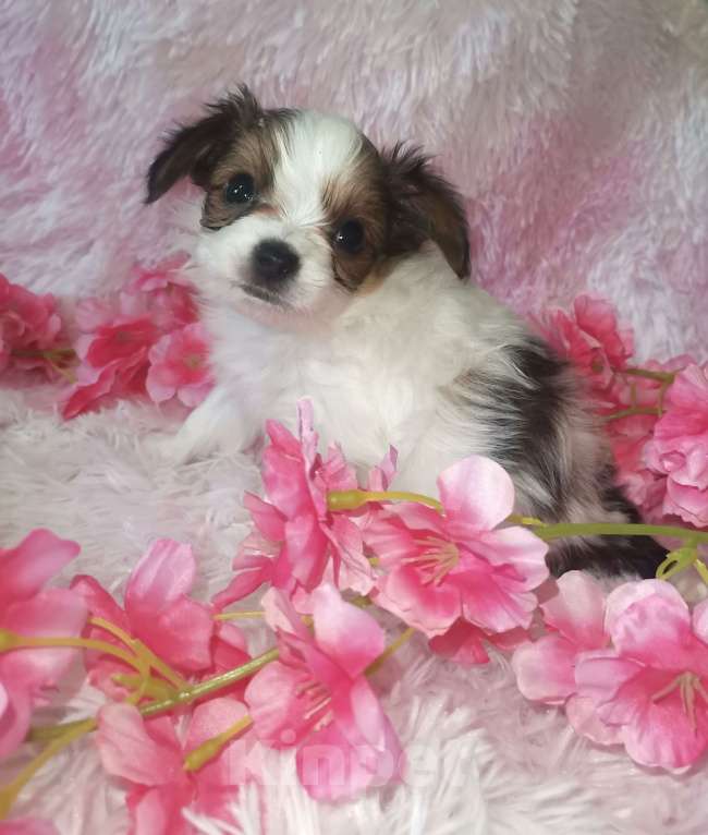 Собаки в Нижнем Новгороде: Продам щенков  континентального той-спаниеля Мальчик, 80 000 руб. - фото 1