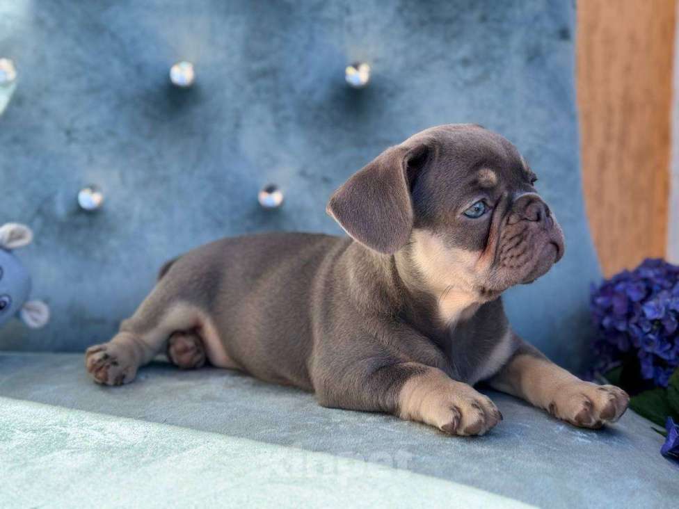 Собаки в Москве: Французский бульдог  Мальчик, 100 000 руб. - фото 6