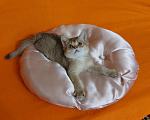 Кошки в Екатеринбурге: Шотландский котик. Мальчик, Бесплатно - фото 5