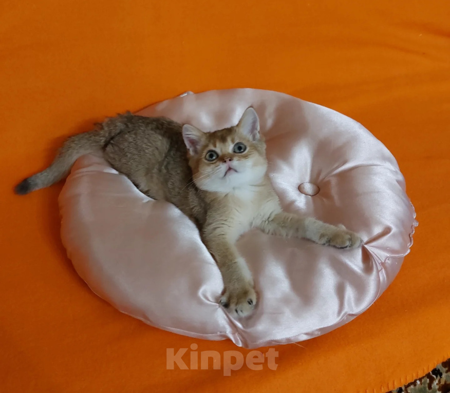 Кошки в Екатеринбурге: Шотландский котик. Мальчик, Бесплатно - фото 5