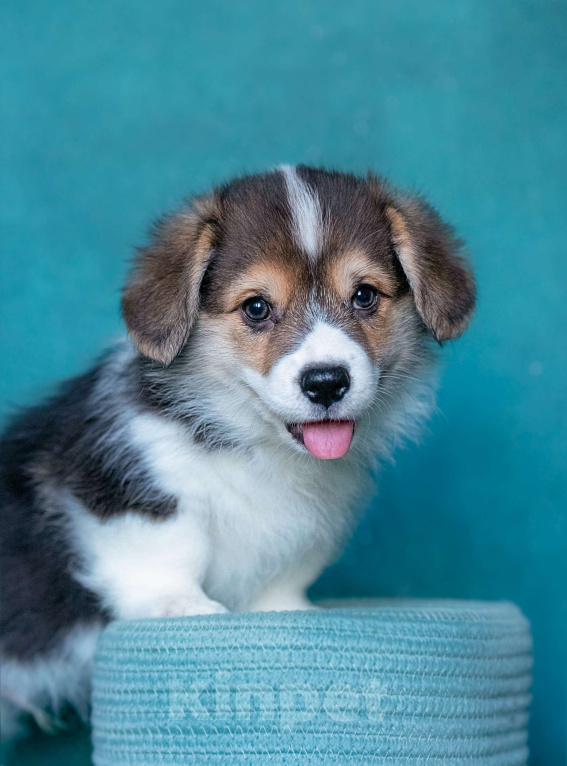 Собаки в Москве: Тарантино Из Басвет Прайд  Мальчик, 85 000 руб. - фото 5