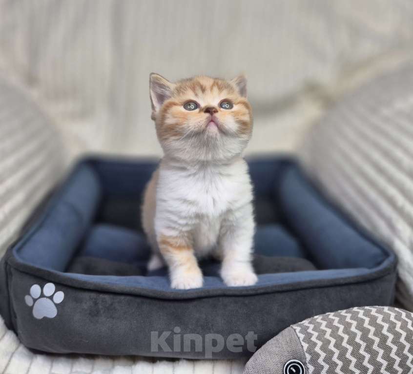 Кошки в Москве: Британский котенок Девочка, 20 000 руб. - фото 2