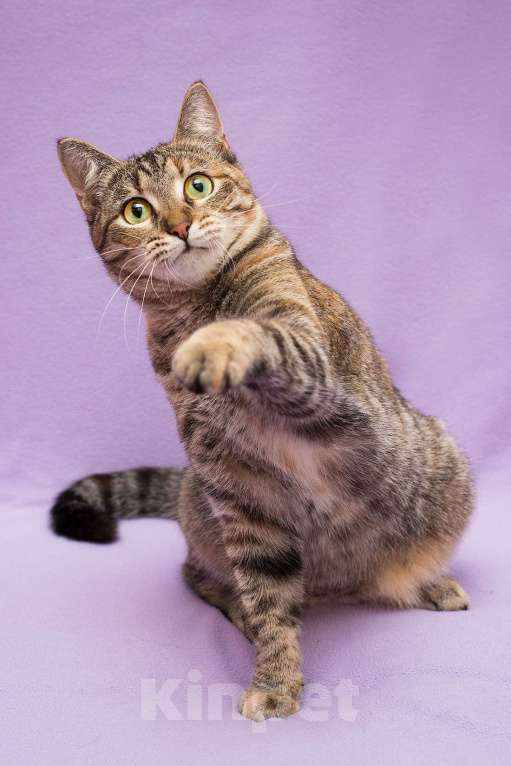 Кошки в Москве: Разноцветная полосатая Линда. Кошка в добрые руки. Девочка, Бесплатно - фото 10