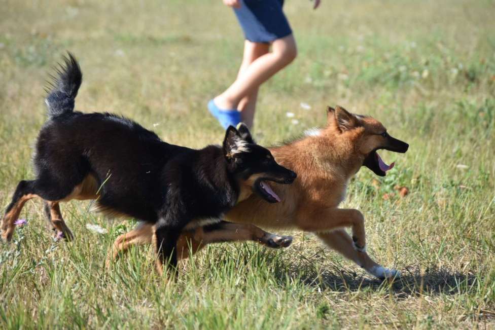 Собаки в Москве: Ненецкая оленегонная лайка, сука Яшма. Девочка, 50 000 руб. - фото 7