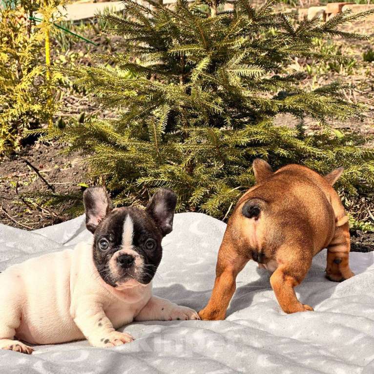 Собаки в Москве: Мальчик стандарт РКФ бело тигровый Мальчик, Бесплатно - фото 4