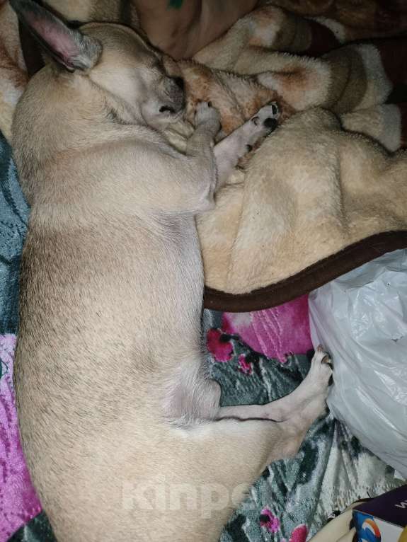 Собаки в Иваново: Продам собаку чихуахуа с паспортом в добрые руки Мальчик, 5 000 руб. - фото 3