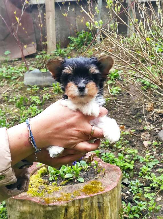 Собаки в Пушкино: Девочка бивер РКФ Девочка, 25 000 руб. - фото 6