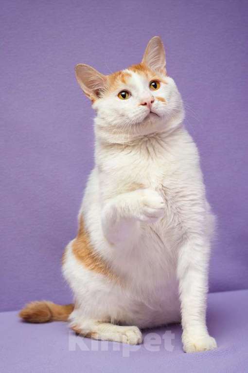 Кошки в Москве: Рыжий бобтейл Григ в дар Мальчик, 1 руб. - фото 8