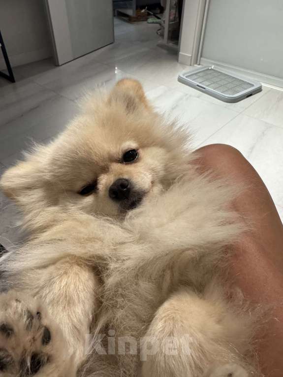 Собаки в Москве: Померанский шпиц малый Девочка, 25 000 руб. - фото 5