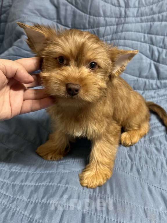 Собаки в Жуковском: Очаровательные щенки цветного йорка Мальчик, 15 000 руб. - фото 3