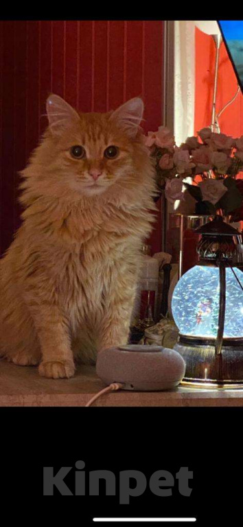 Кошки в Подольске: Пропал Кот Мальчик, 5 000 руб. - фото 1