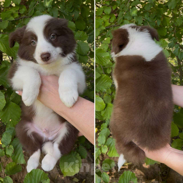 Собаки в других городах Московской области: Бордер колли шоколадные и мраморные мальчики Мальчик, 80 000 руб. - фото 2