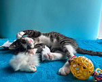 Кошки в Санкт-Петербурге: Очень эмоциональный котёнок Мальчик, Бесплатно - фото 1