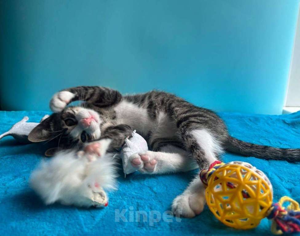 Кошки в Санкт-Петербурге: Очень эмоциональный котёнок Мальчик, Бесплатно - фото 1