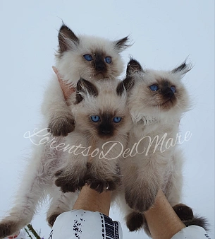 Объявление: Невские Маскарадные котята из питомника , 55 000 руб., Москва