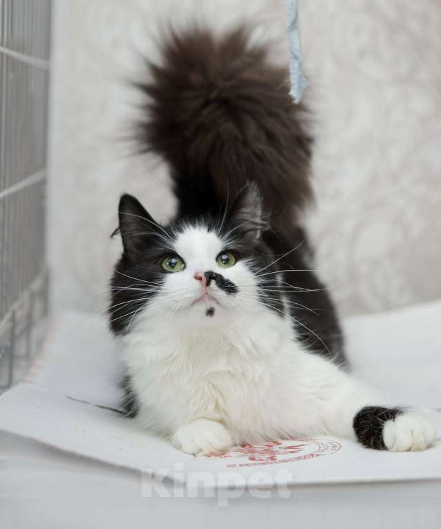 Кошки в Санкт-Петербурге: Обалденные красавцы братики Мальчик, 100 руб. - фото 2