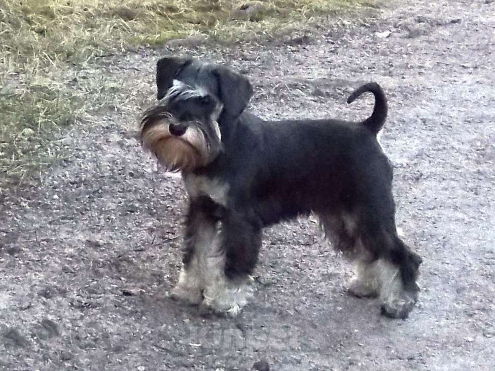 Собаки в других городах Ленинградской области: Щенок цвергшнауцера Девочка, 50 000 руб. - фото 3