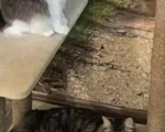 Кошки в Санкт-Петербурге: Кошечка Милана Девочка, Бесплатно - фото 3