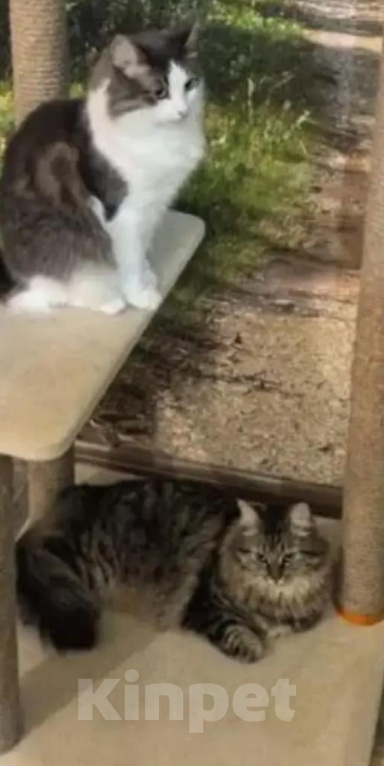 Кошки в Санкт-Петербурге: Кошечка Милана Девочка, Бесплатно - фото 3