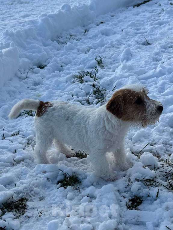 Собаки в Санкт-Петербурге: Марекс Солар Марио Мальчик, 80 000 руб. - фото 8