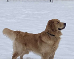 Собаки в Москве: Золотистый ретривер вязка Мальчик, 10 000 руб. - фото 1