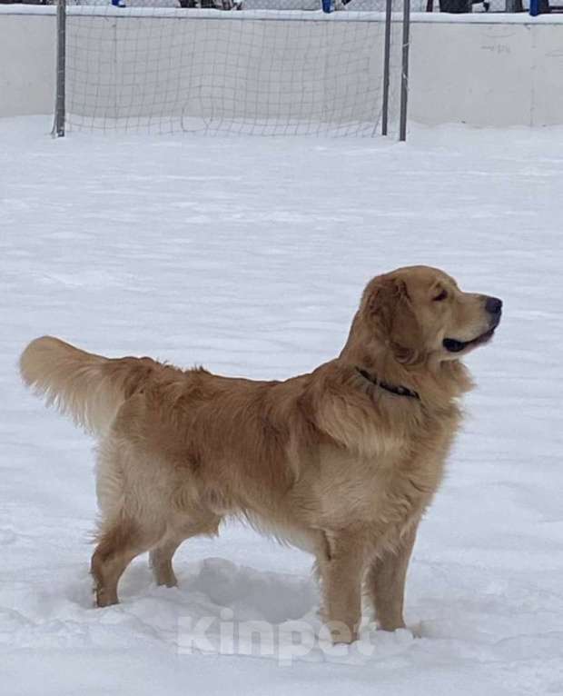 Собаки в Москве: Золотистый ретривер вязка Мальчик, 10 000 руб. - фото 1