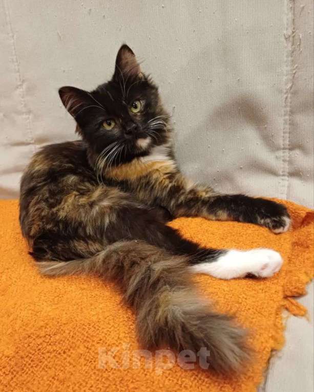 Кошки в Москве: Преданная людьми котенок Триша продолжает верить в чудо и ждет свою семью Девочка, Бесплатно - фото 1