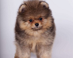 Собаки в Нижнем Новгороде: Мальчики померанского (той)шпица Мальчик, 50 000 руб. - фото 3