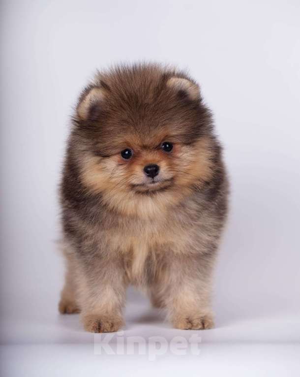 Собаки в Нижнем Новгороде: Мальчики померанского (той)шпица Мальчик, 50 000 руб. - фото 3
