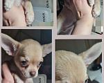Собаки в Ростове-на-Дону: Щенки чихуахуа. Здоровье, генетика, приучены к пеленке 🐾 Разнополые, 25 000 руб. - фото 6