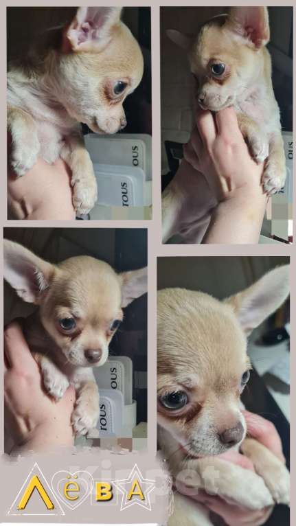 Собаки в Ростове-на-Дону: Щенки чихуахуа. Здоровье, генетика, приучены к пеленке 🐾 Разнополые, 25 000 руб. - фото 6