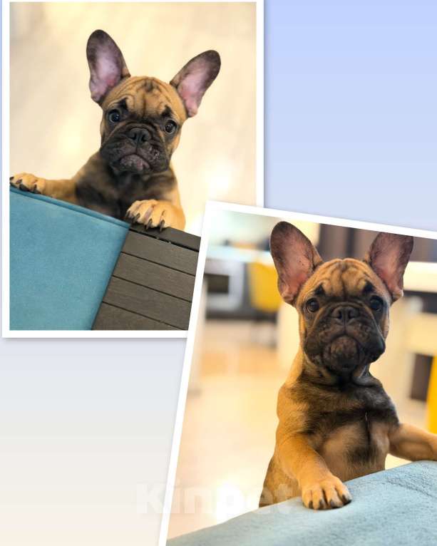 Собаки в Москве: Щенки французского бульдога Девочка, 49 999 руб. - фото 1