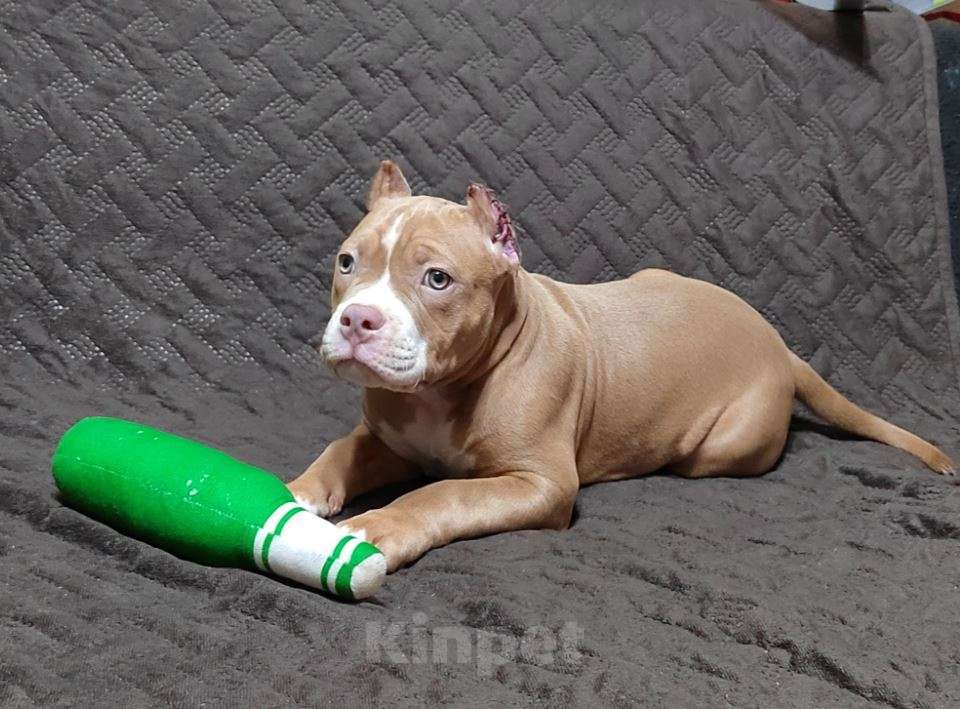 Собаки в Оренбурге: Американский булли в типе покет Девочка, 65 000 руб. - фото 5