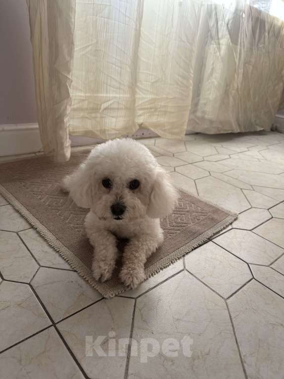 Собаки в Санкт-Петербурге: Мальтипу F1 Девочка, 40 000 руб. - фото 4