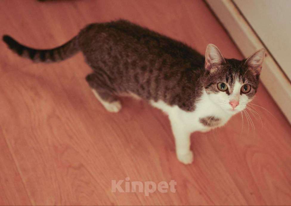 Кошки в Солнечногорске: Кошка-ягодка Морошка Девочка, Бесплатно - фото 6