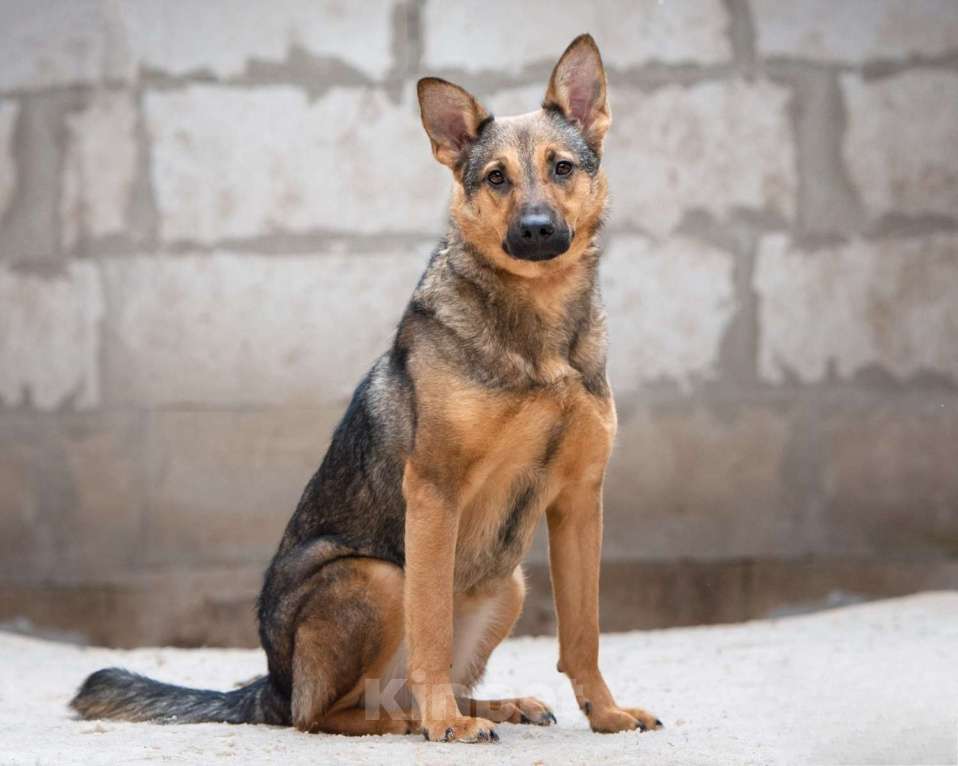 Собаки в Москве: Элиза - для пылкого сердца нет преград Девочка, Бесплатно - фото 3