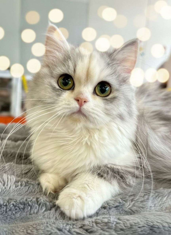 Кошки в Новосибирске: Шотландская прелесть  Девочка, 40 000 руб. - фото 4