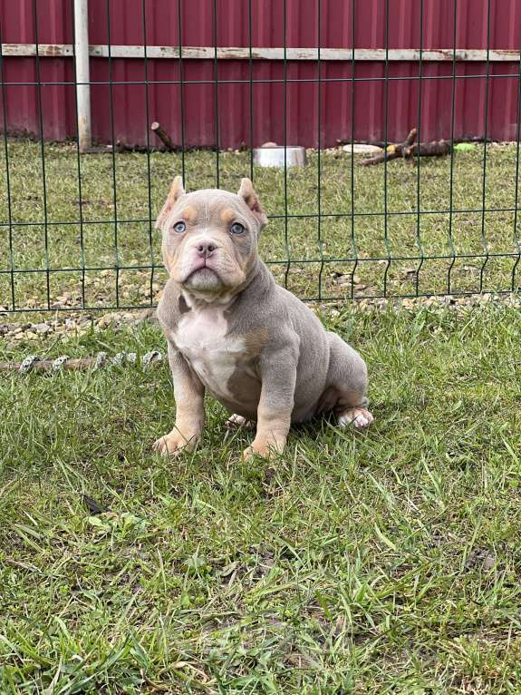 Собаки в Москве: Американский булли щенки покет/стандарт Разнополые, 100 000 руб. - фото 4