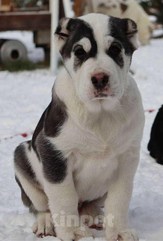 Собаки в Краснодаре: Щенок САО Мальчик, 40 000 руб. - фото 3